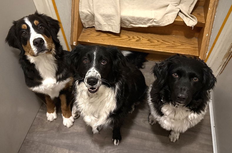 “Drie honden, één familie: het leven van Claudia en haar viervoeters”