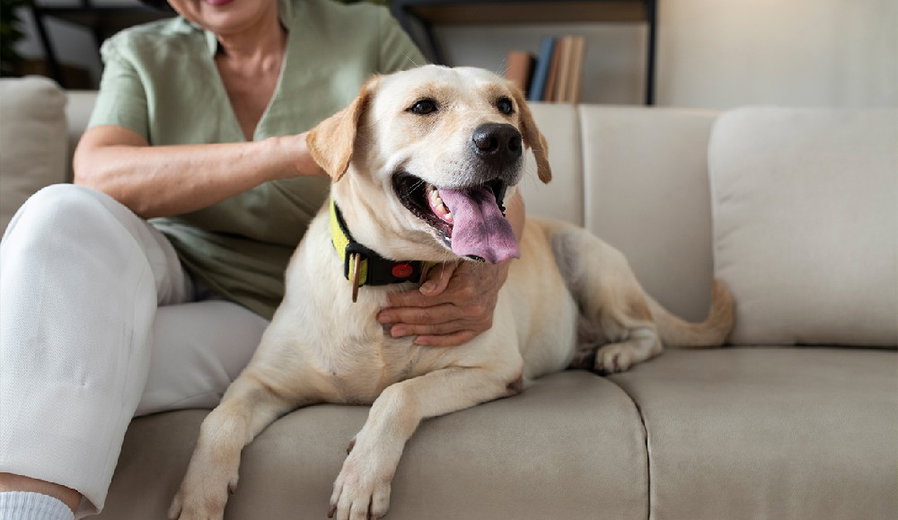 Je hond voorbereiden op de oppas