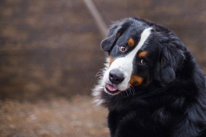 Berner Sennenhond: alles wat je moet weten over deze trouwe gezinshond