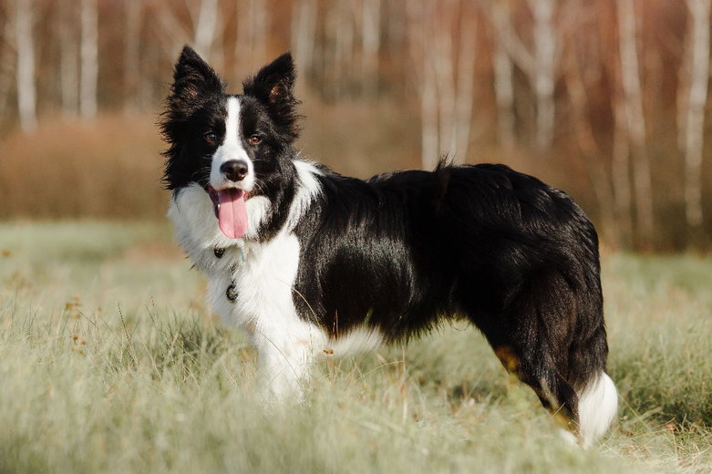Border Collie: alles wat je moet weten over dit slimme en actieve hondenras