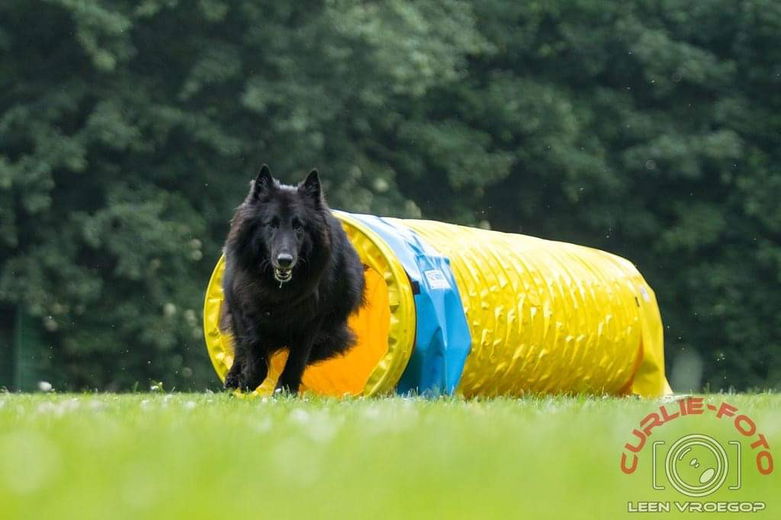 ‘Een hond heb je voor het leven’