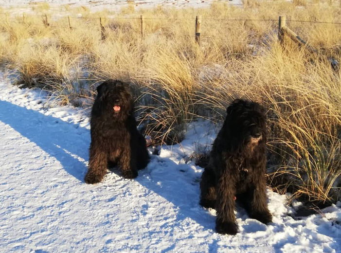 ‘Kijk goed naar je hond’