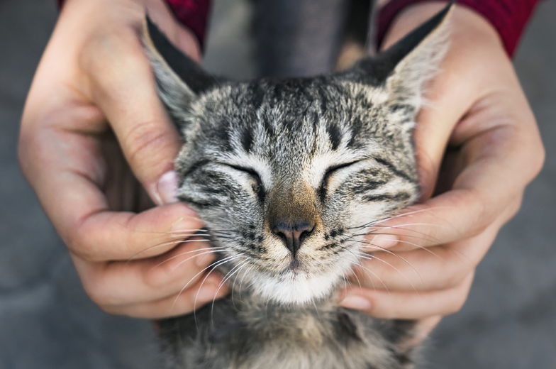 Goede voornemens voor jou en je kat