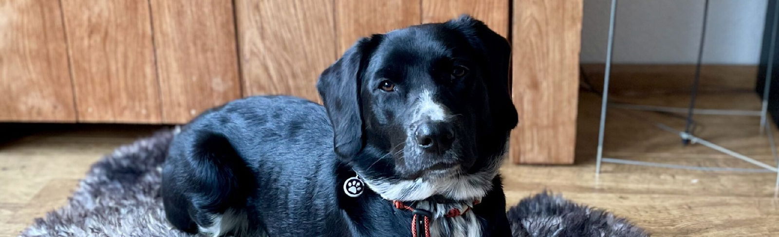 De uitdagingen van een pup opvoeden tijdens de lockdown