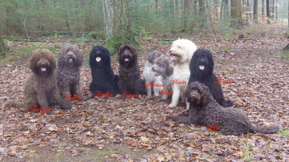 ‘Niks dan liefde voor de Franse waterhond’