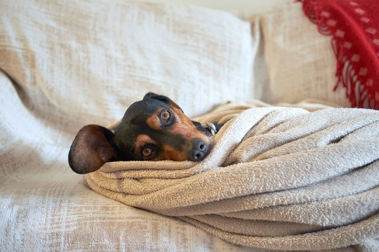 Hond uitlaten met koud weer? 5 tips!