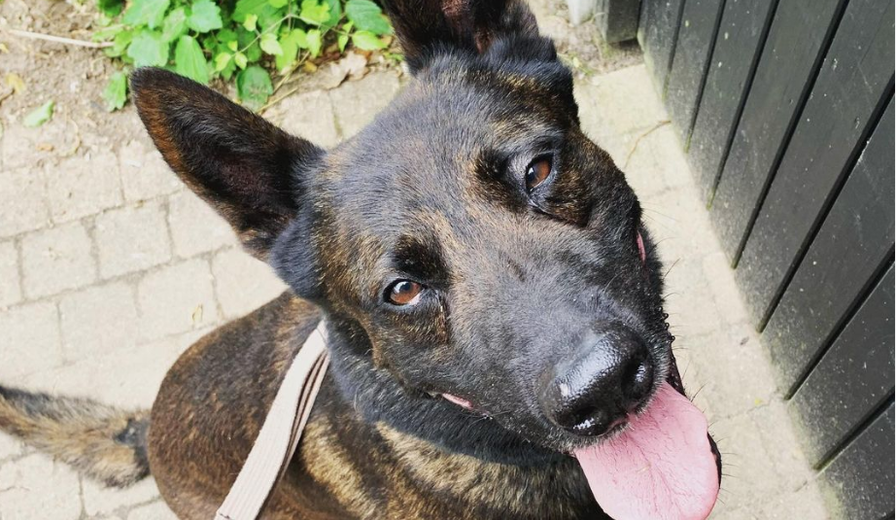 De honden van Patrick: Diensthond Caïro en zijn opvolger Teun