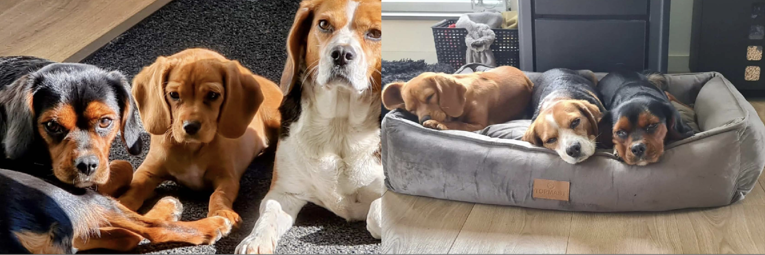 De beagliers van Annet vinden de DARF brokken nét snoepjes