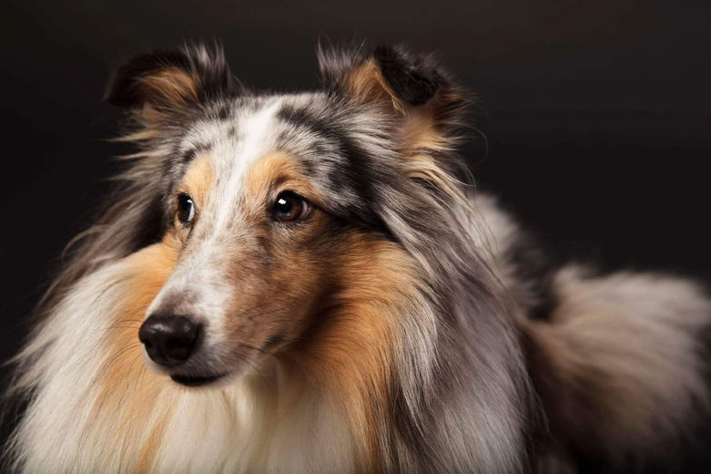 ‘Sheltie Gift is een heel bijzonder hondje, écht een geschenk!’