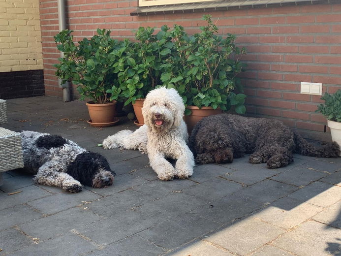 'Toen ik tegen een Barbet aanliep was ik meteen verkocht'