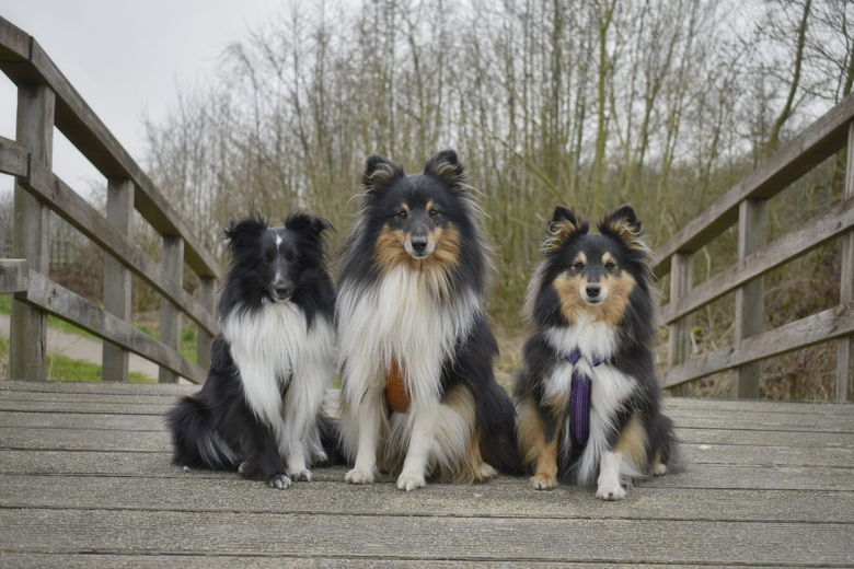 Drie verschillende Shelties, drie verschillende karakters