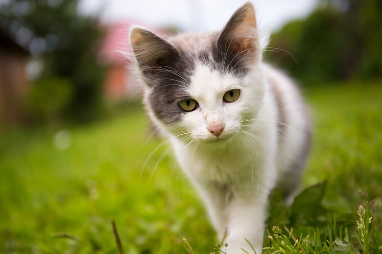 5x waarom katten zo bijzonder zijn