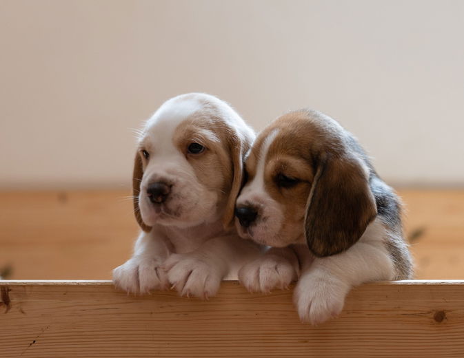 Zo kies je een pup uit een nest