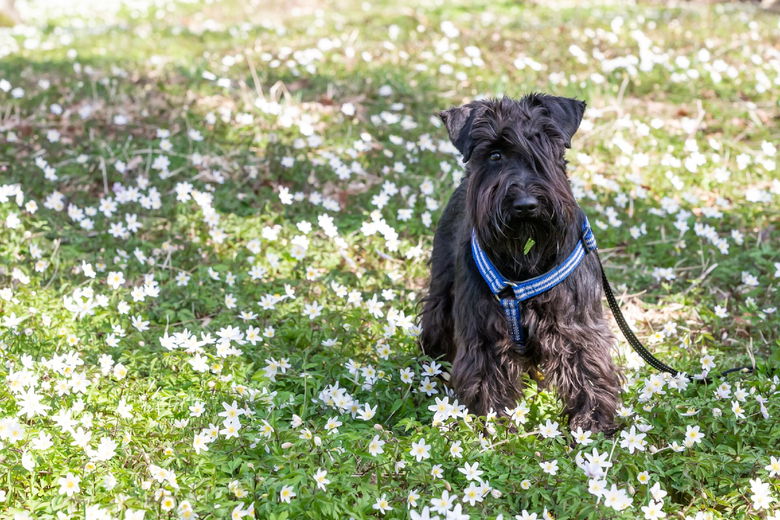 Honden en hooikoorts? Wij geven je tips!