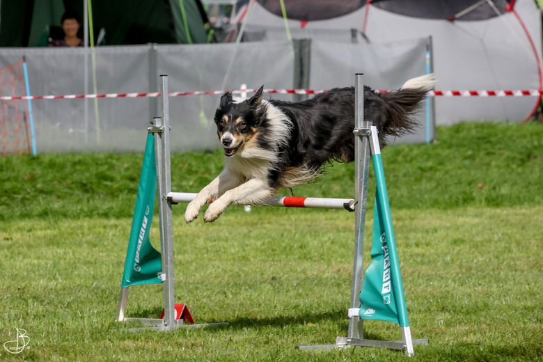 'Ik ken mijn honden als mijn eigen broekzakken’