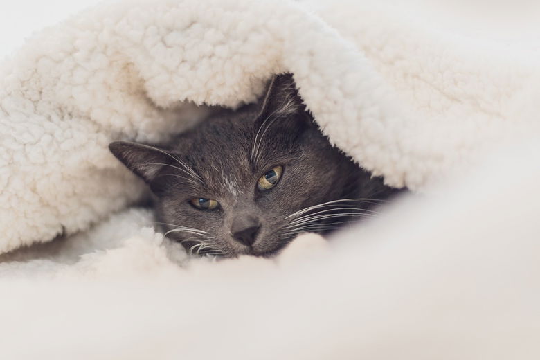 5 aandachtspunten voor je kat in de winter