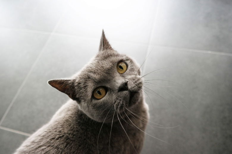 Waarom geven katten kopjes?