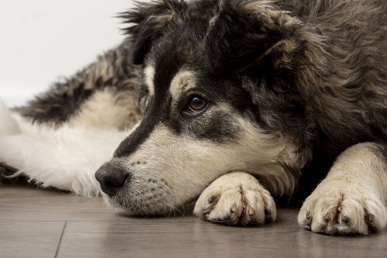 Zo doorstaan jij en jouw hond Blue Monday