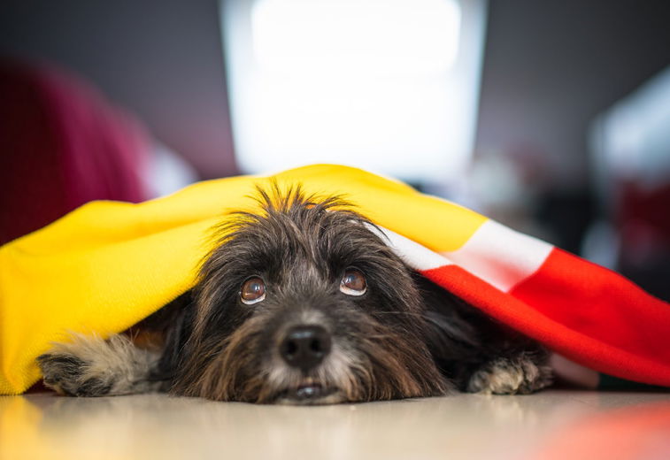Vuurwerkangst bij honden en katten