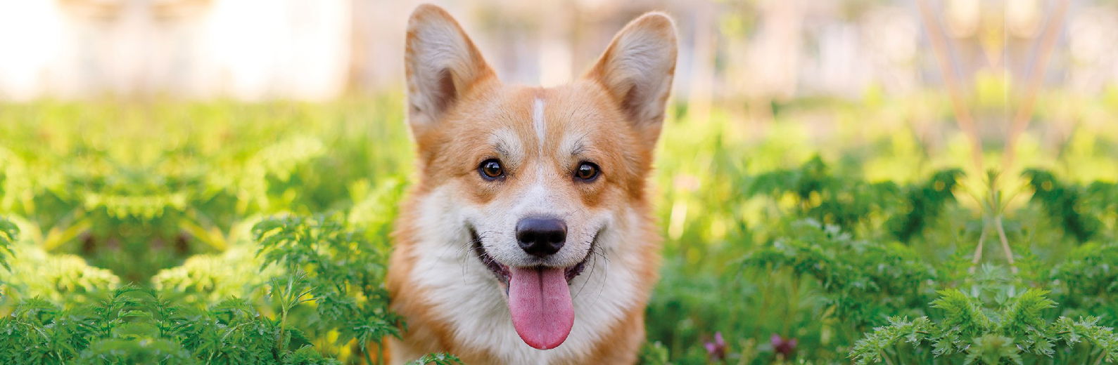 Puberteit bij honden