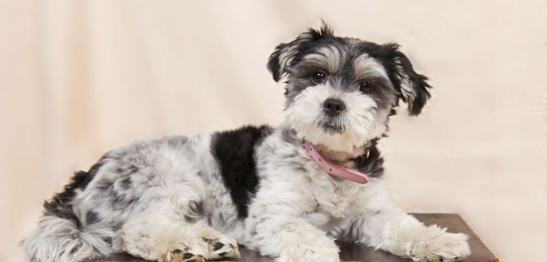 Op vakantie: wie past er op de hond?