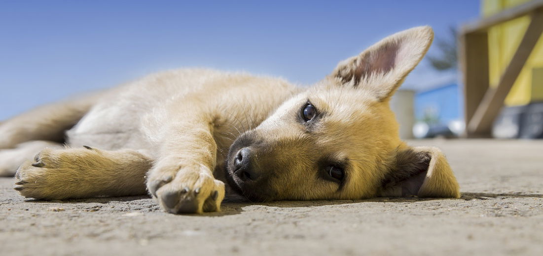6 tips voor het voeren van je puppy