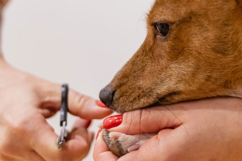 Nagels verzorgen van je hond