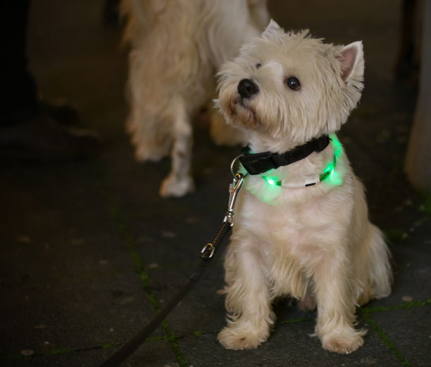 Veilig je hond uitlaten in het donker!