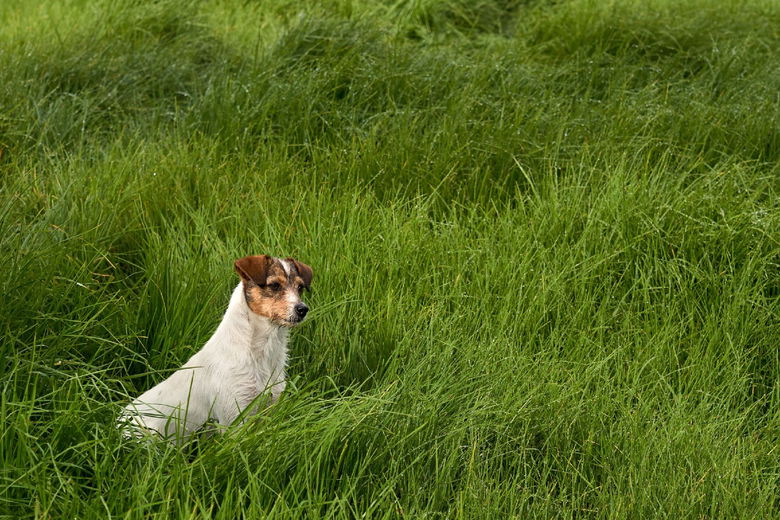 Hersenwerk voor honden