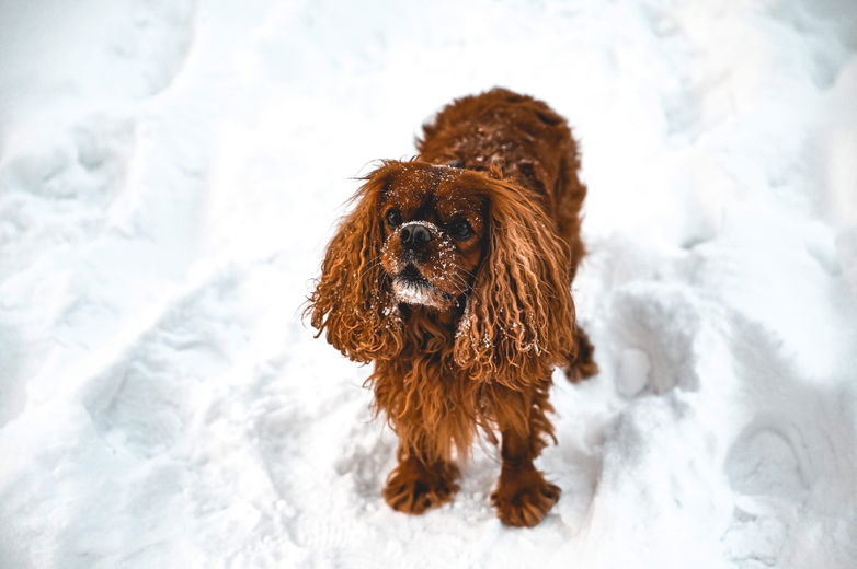 Hoe help je je viervoeter comfortabel de winter door?