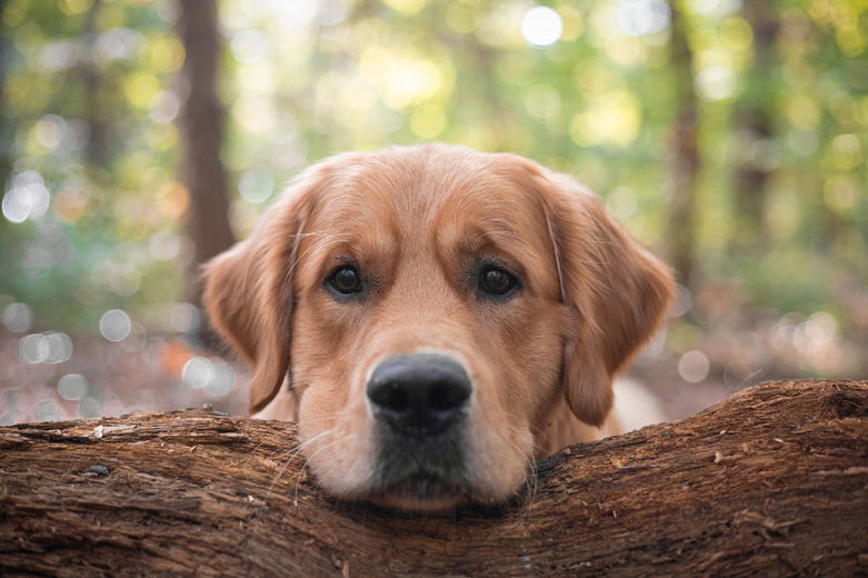 ‘Golden Retrievers hebben werklust in zich’