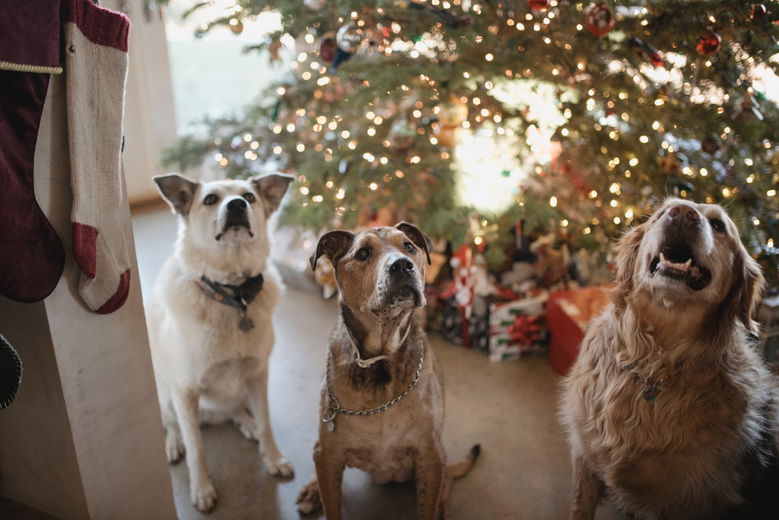 Een veilige kerst voor honden
