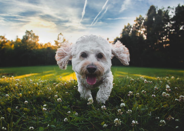 Honden en warm weer: hier moet je rekening mee houden