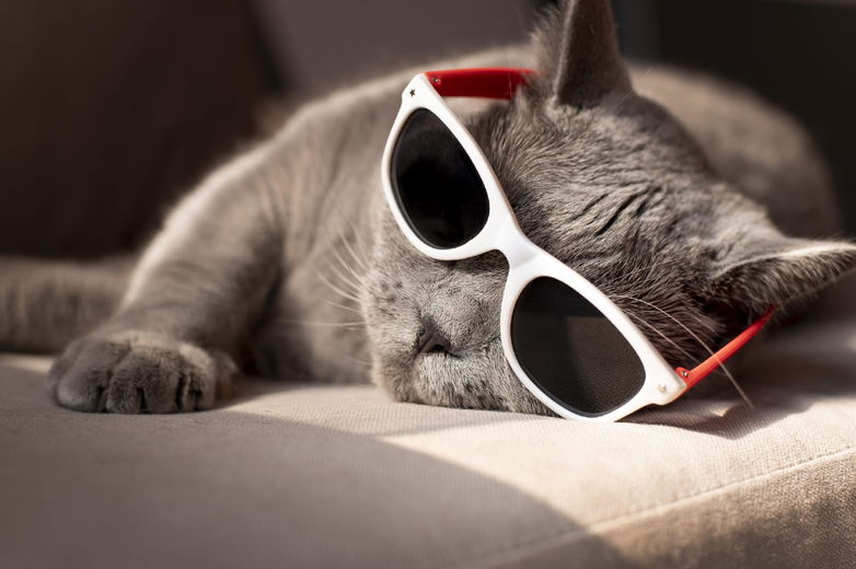 Verkoeling voor je kat in de warmte
