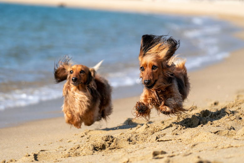 Met de hond naar het water: waar moet je op letten?