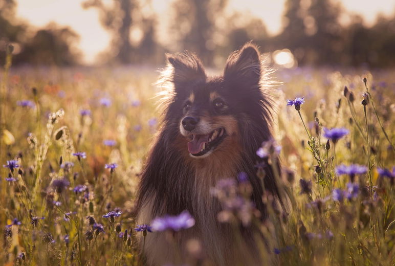 Lentekriebels bij honden en katten