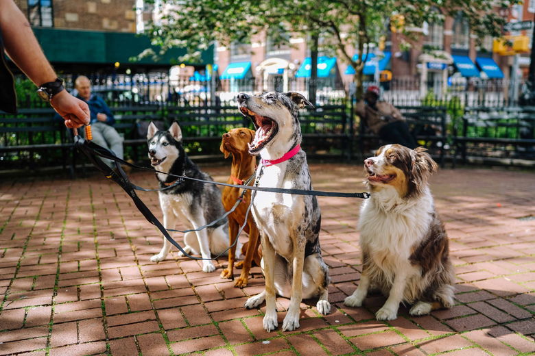 Je hond naar een pension