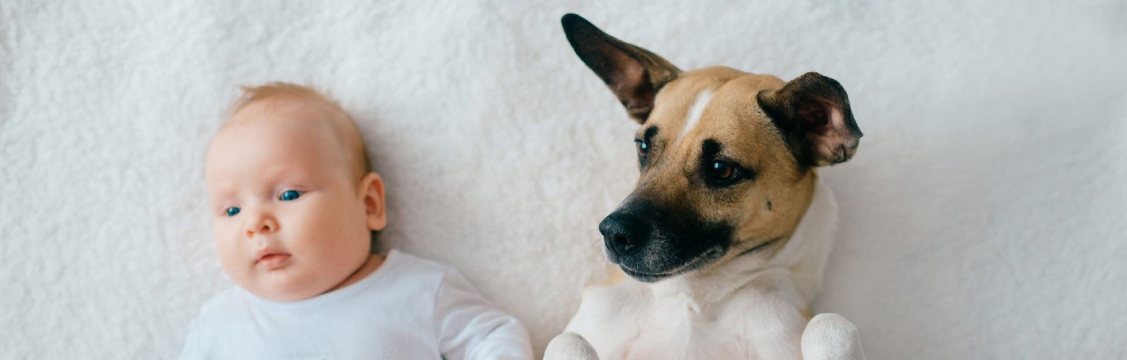 Je hond laten wennen aan een baby