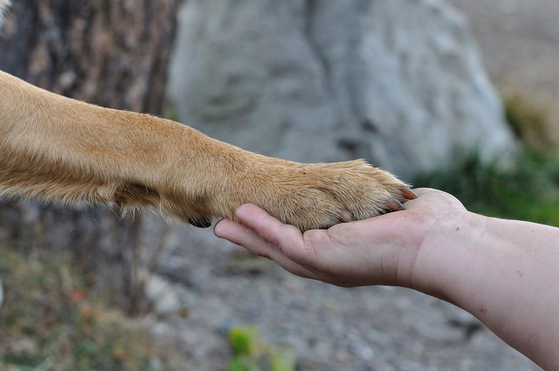 Hoe beloon je hond met complimenten?