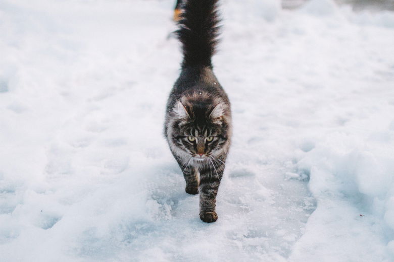 Katten in de winter