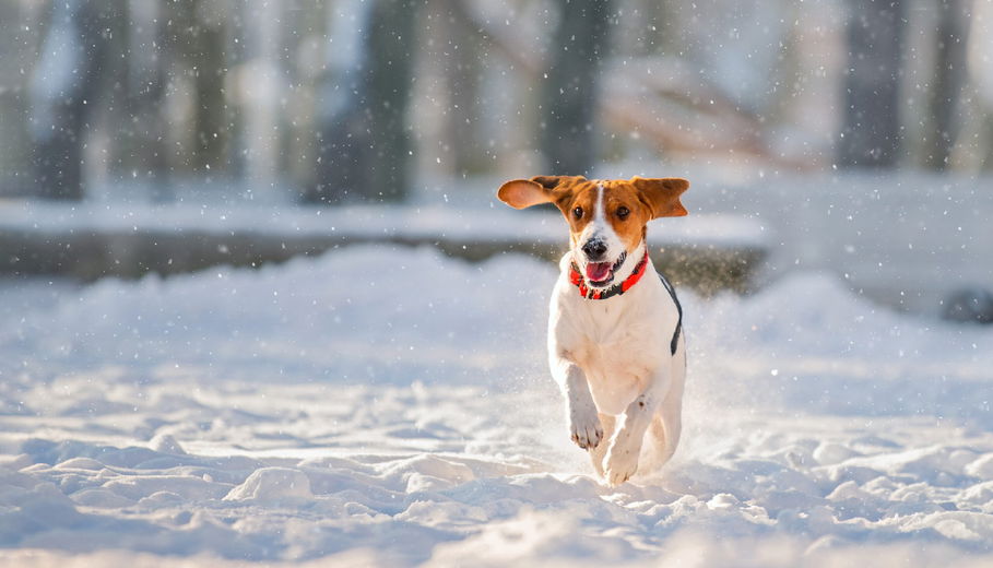 Tips om jouw viervoeter warm te houden in de winter