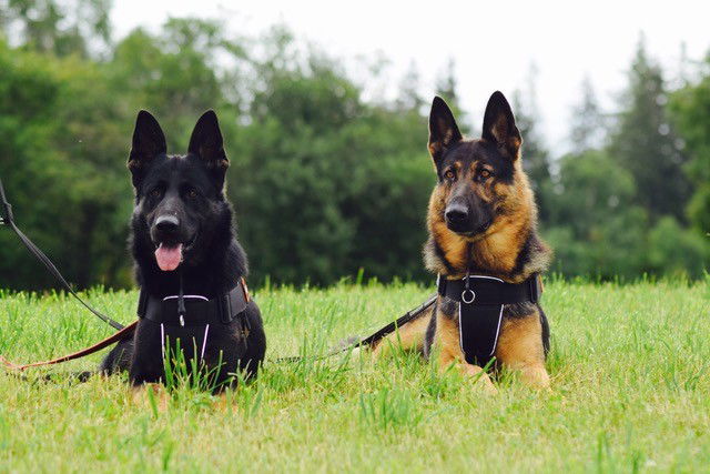 ‘De liefde voor honden is met de paplepel ingegoten’