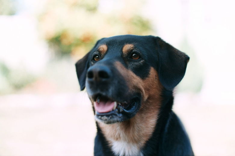 Op pad met je hond: hier moet je op letten