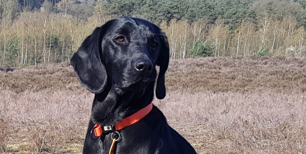 ‘Mijn hond is als een spiegel voor me’