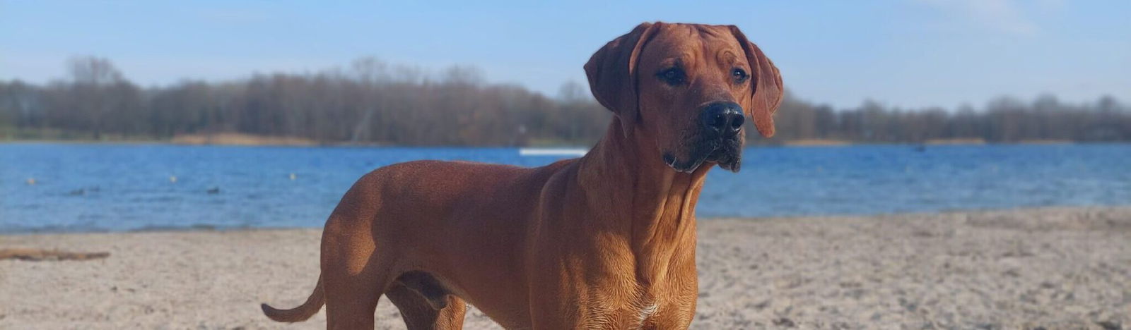 'Vigo is een zelfverzekerde, speelse knuffelbeer'