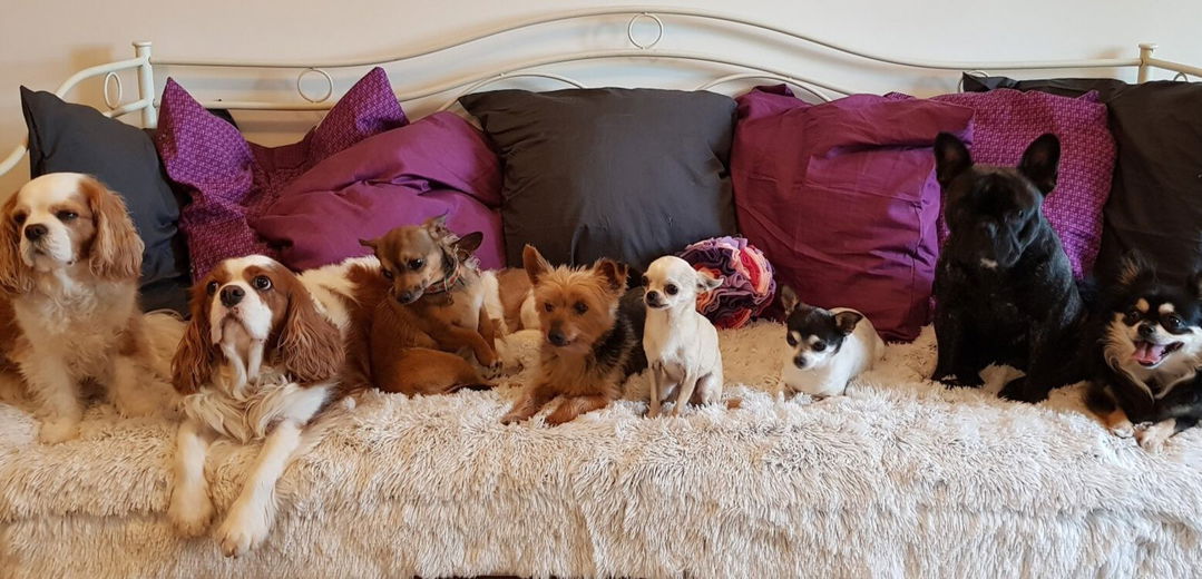 Een veilige en vertrouwde omgeving voor elke hond