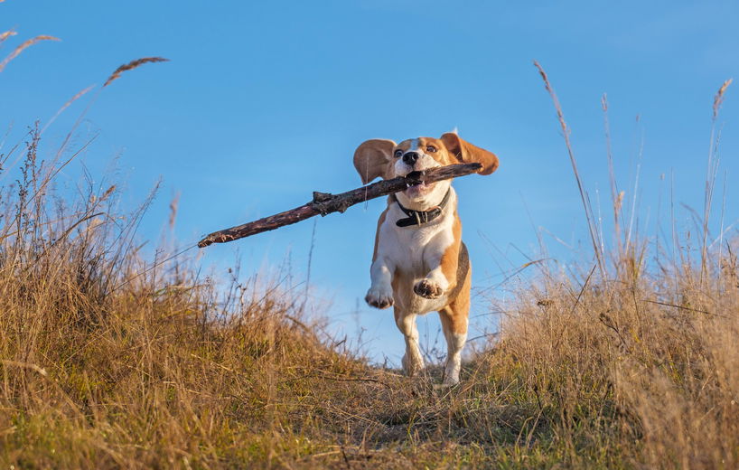 Wandelroutes met de hond II