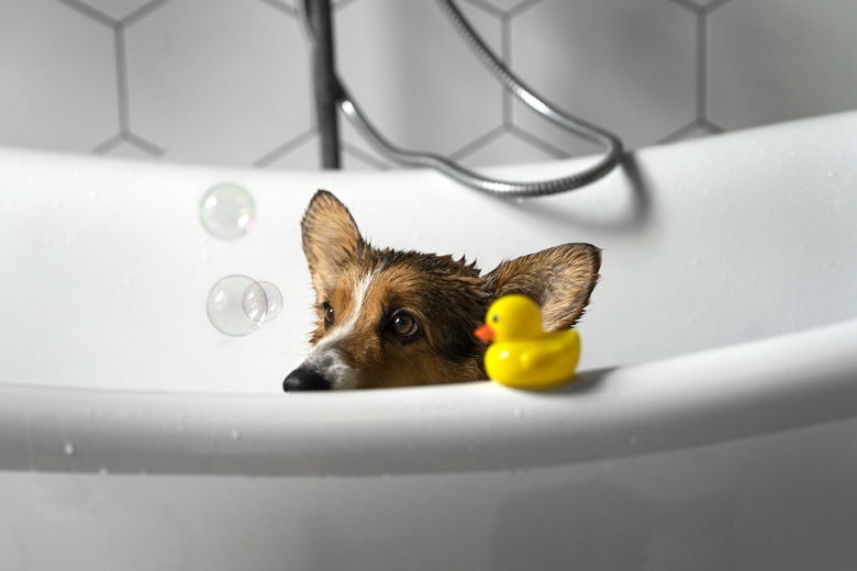Gezondheid van de hondenvacht: voeding, borstelen en wassen