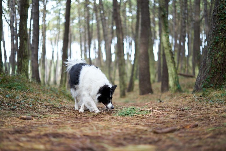 Activiteiten voor je hond: 4 herfsttips