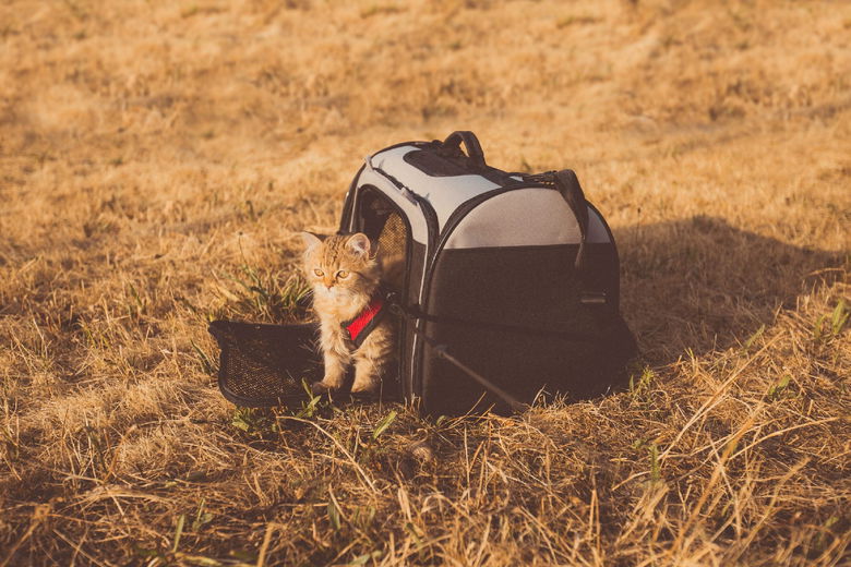 Op vakantie: wie past er op de kat?